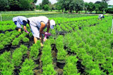 Agricultura orgânica cresce na União Europeia