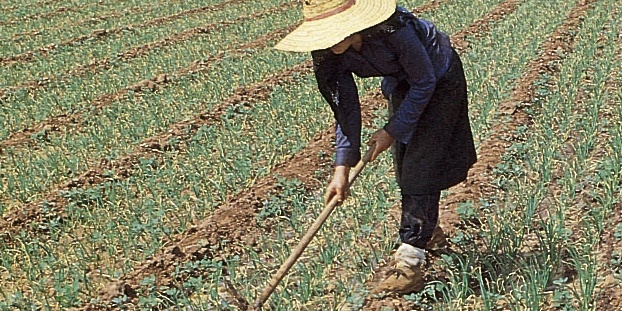 Agricultura biológica na UE cresce mas representa ainda 5,4% da área agrícola total