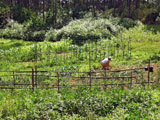 Delta Cafés ajuda a travar perda da biodiversidade