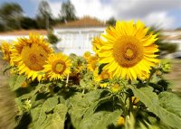Mercado do biodiesel parado à espera de nova legislação