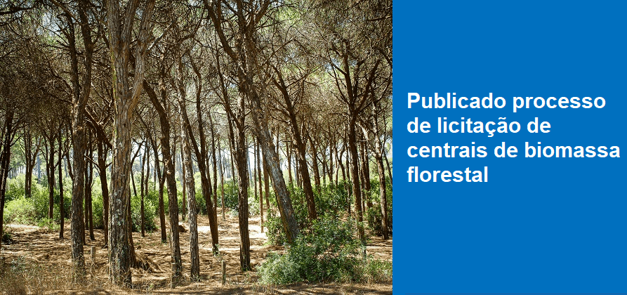 Publicado processo de licitação de centrais de biomassa florestal