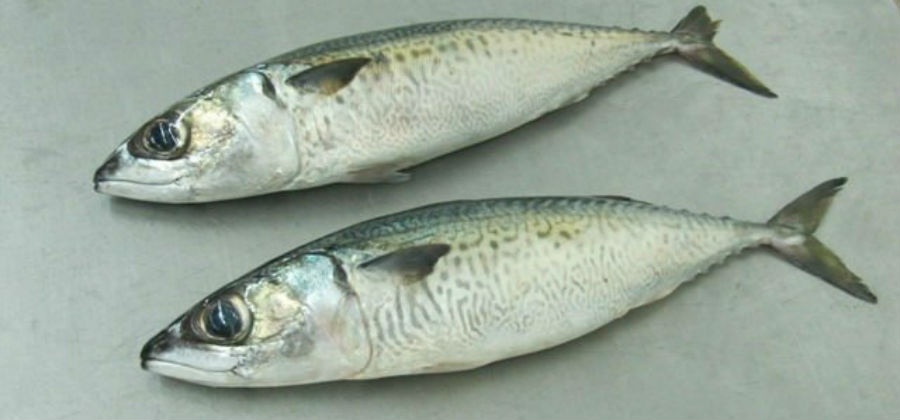 Microplásticos encontrados no interior de várias espécies de peixes capturados na costa portuguesa