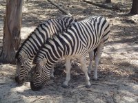 Badoca Safari Park: vida selvagem no Alentejo