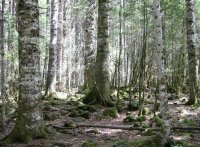 AFN sensibiliza emigrantes contra incêndios florestais