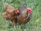 Iberfer estreia central com biomassa animal já este ano