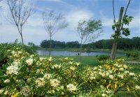 Biodiversidade em declínio 