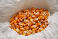 Governo publica regulamentação para cultivo de OGM 