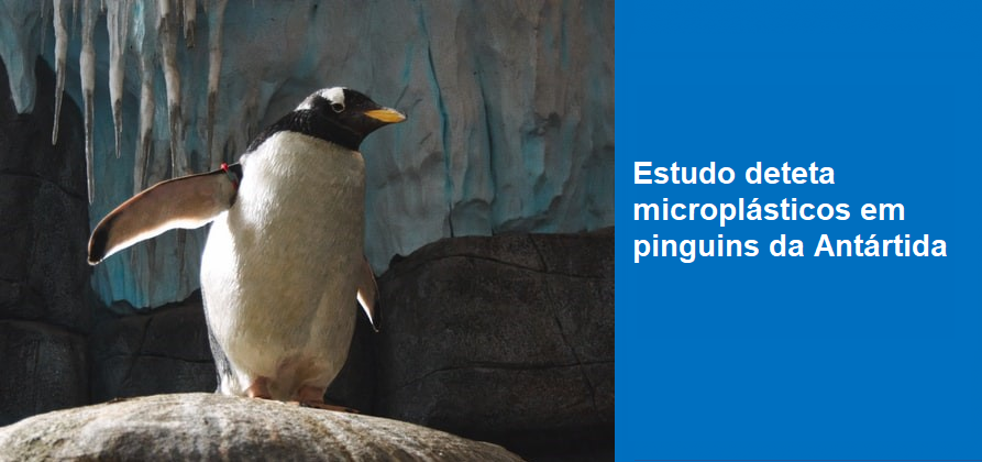 Estudo deteta microplásticos em pinguins da Antártida