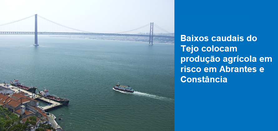 Baixos caudais do Tejo colocam produção agrícola em  risco em Abrantes e Constância
