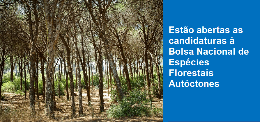 Estão abertas as candidaturas à Bolsa Nacional de Espécies Florestais Autóctones