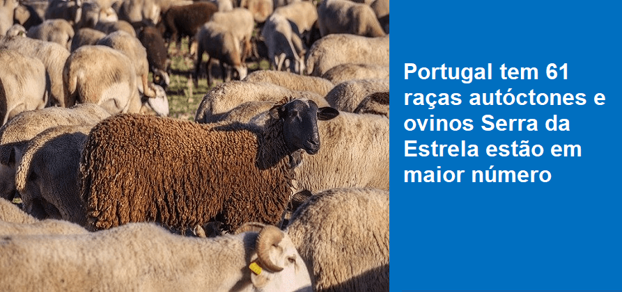 Portugal tem 61 raças autóctones e ovinos Serra da Estrela estão em maior número