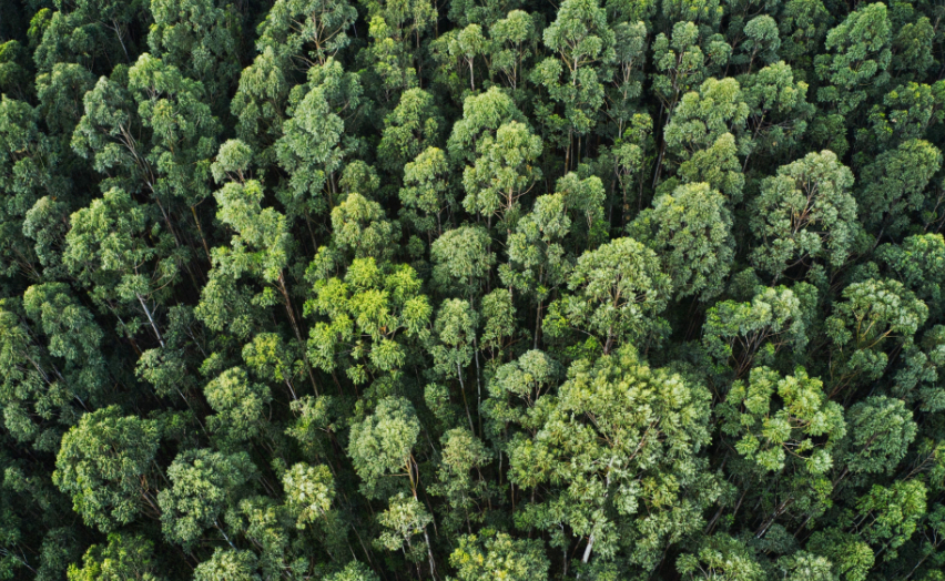Conservação da natureza com novas metas e restrições às infraestruturas energéticas