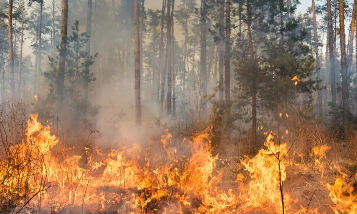 REN e ADAI avançam com soluções digitais no combate a incêndios rurais 