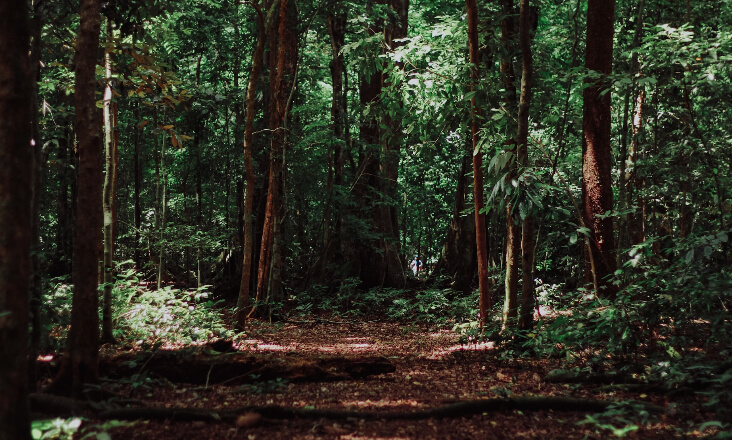 Queimar floresta para produzir energia não é sustentável, diz ZERO