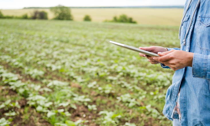 Coimbra desenvolve tecnologia de IA que monitoriza as pegadas ambientais na agricultura