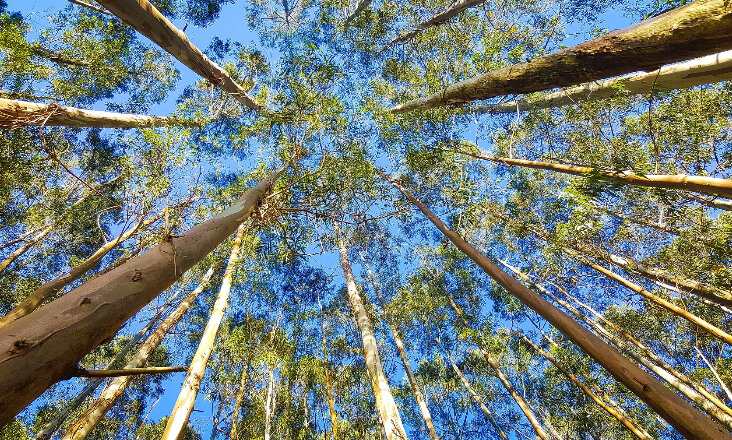 Parque fotovoltaico em Santiago do Cacém implica abate de 1,5 milhões de eucaliptos