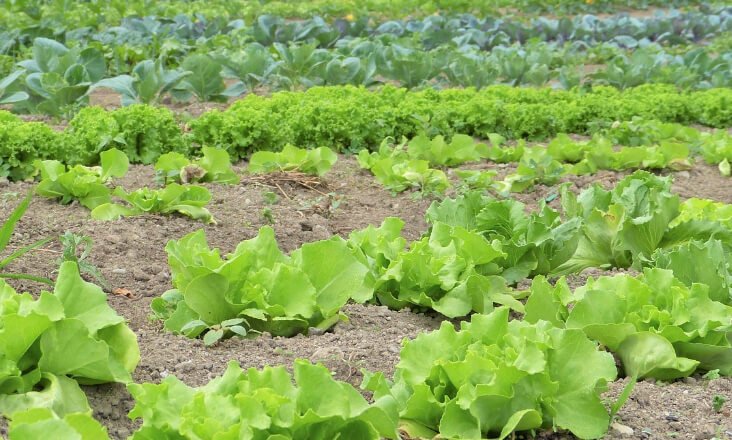 Comissão Europeia altera limites máximos de pesticidas nos alimentos