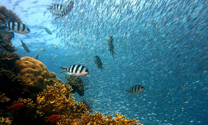 Manifesto pede COP para o oceano em 2026 e lei internacional para reduzir plástico