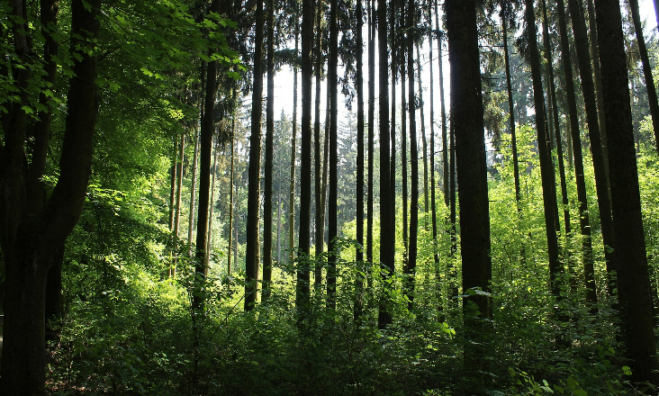 Governo lança ‘Plano Floresta 2050’ de 6 500 milhões
