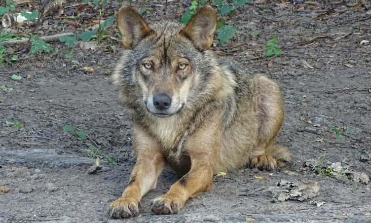 ICNF tem três meses para apresentar proposta para preservar lobo-ibérico 