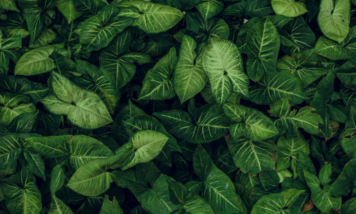 Bruxelas apresenta roteiro para atrair investimento privado na preservação da natureza