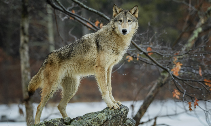 Redução da proteção do lobo na Europa aprovada pela UE
