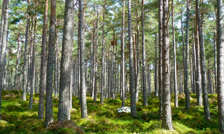GEOTA alerta para riscos ambientais em proposta do mercado voluntário de carbono