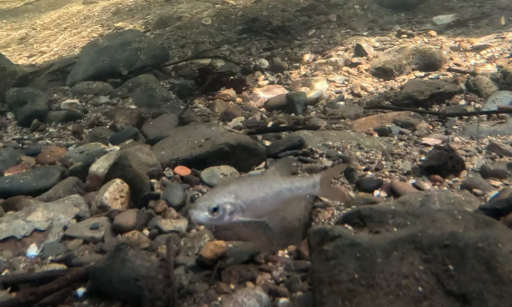 Peixe em perigo de extinção repovoado na Ribeira de Odelouca