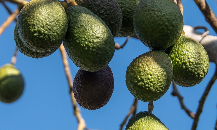 Monocultura de abacates em área da Rede Natura 2000 pode ser mais uma “machadada” na conservação da natureza, considera ZERO