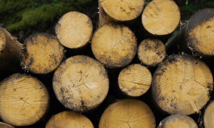 Centrais de biomassa da União Europeia queimam troncos de árvores em vez de resíduos florestais, acusa relatório