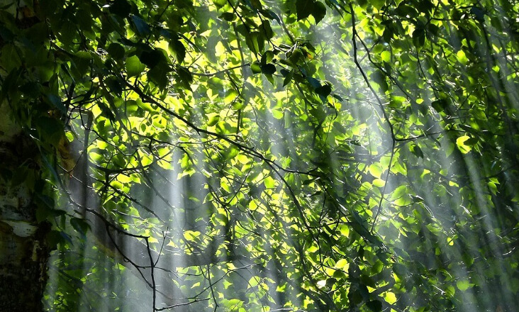 Operações integradas para gerir paisagem contra incêndios com 165 milhões do PRR