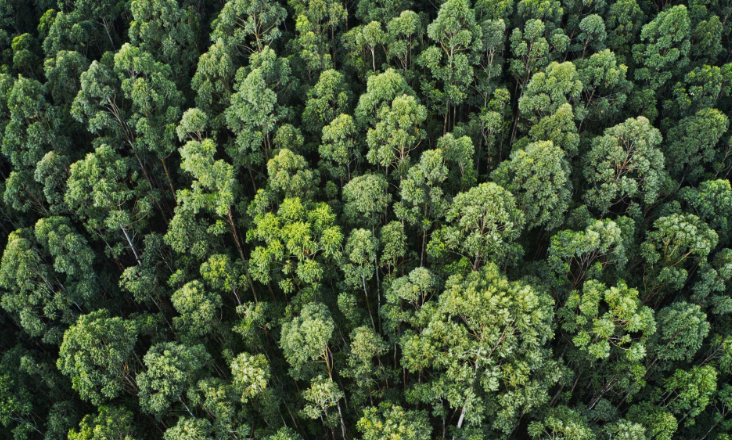 Conservação da natureza com novas metas e restrições às infraestruturas energéticas