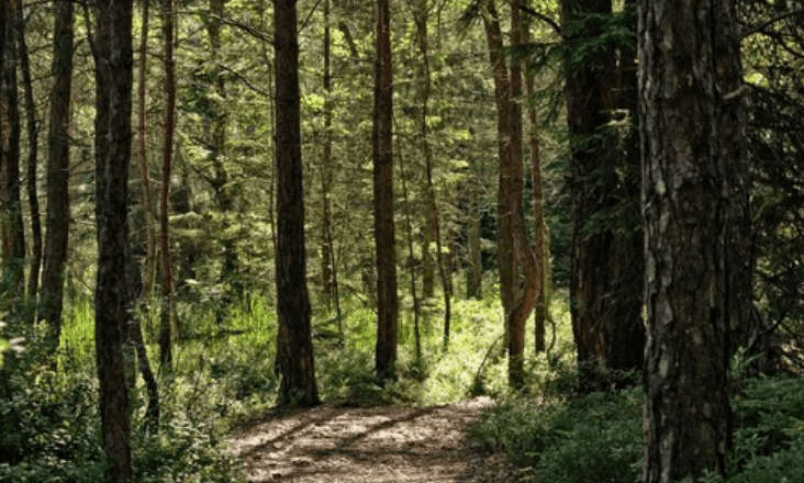 Movimento 2030 pede audiência ao ministro do Ambiente sobre pinhal de Ovar