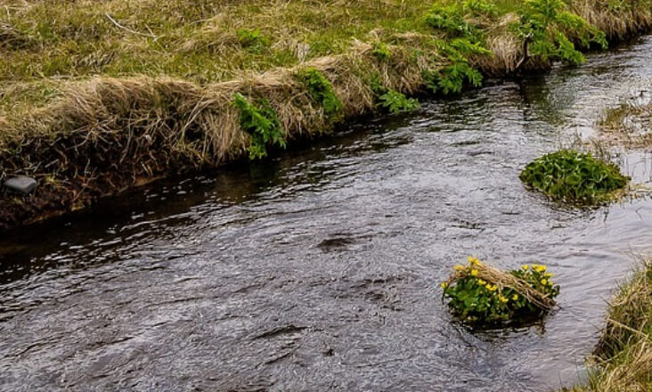 Associação ANP-WWF quer restaurar ribeira do Vascão para diminuir impactos da seca