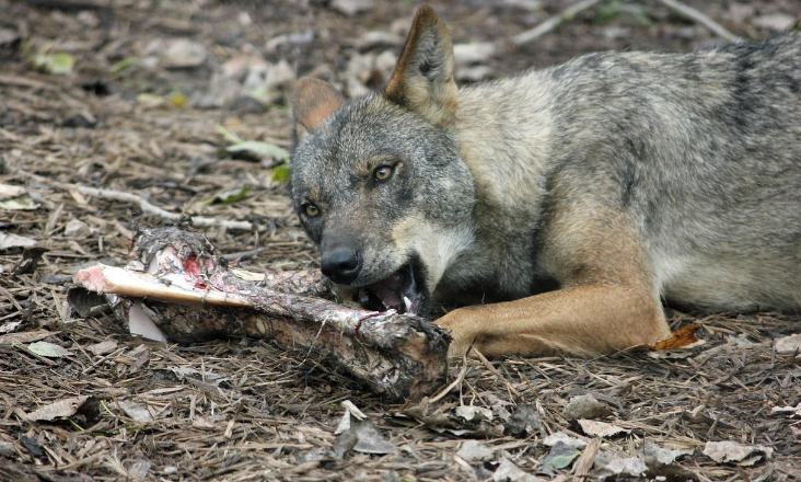 Eurodeputados aceleram votação para reclassificar proteção do lobo na União Europeia