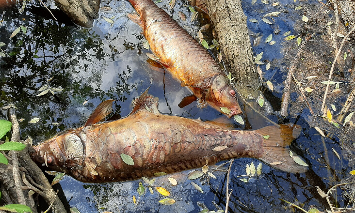 Quercus alerta para peixes mortos no Crato