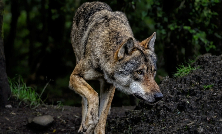 ANP|WWF apela a medidas urgentes para a conservação do lobo ibérico