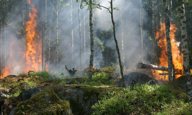 APA, ICNF e municípios desenvolvem plano de regeneração das bacias hidrográficas impactadas pelos incêndios
