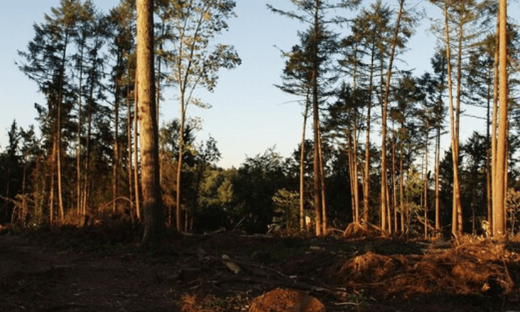 Município de Tábua acolhe cinco unidades de receção experimental de biomassa e resíduos vegetais