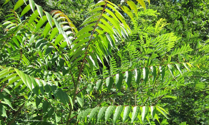 Fundo Ambiental autorizado a repartir encargos relativos ao aviso 