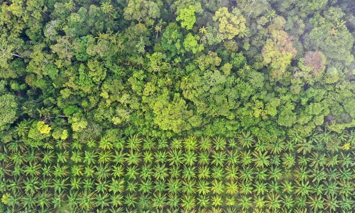 PE aprova adiamento de certificação de produtos não provenientes de desflorestação