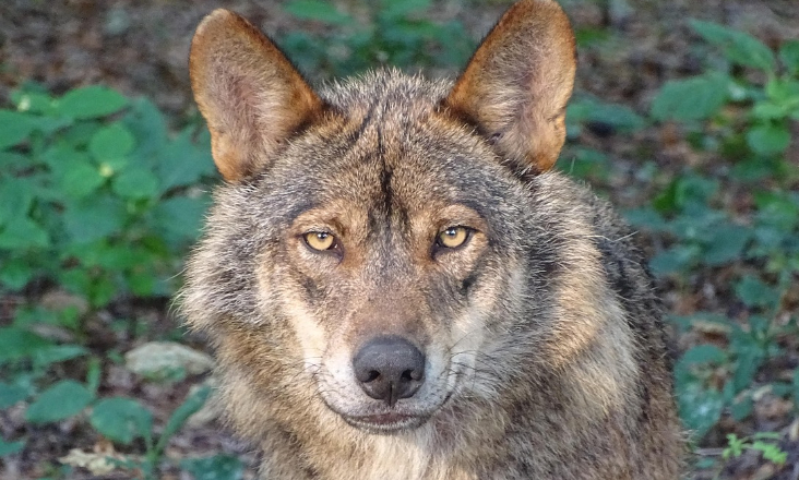 Parlamento Europeu aprova redução do estatuto de proteção do lobo
