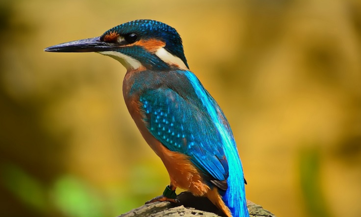 Parlamento Europeu aprova Lei de Restauro da Natureza