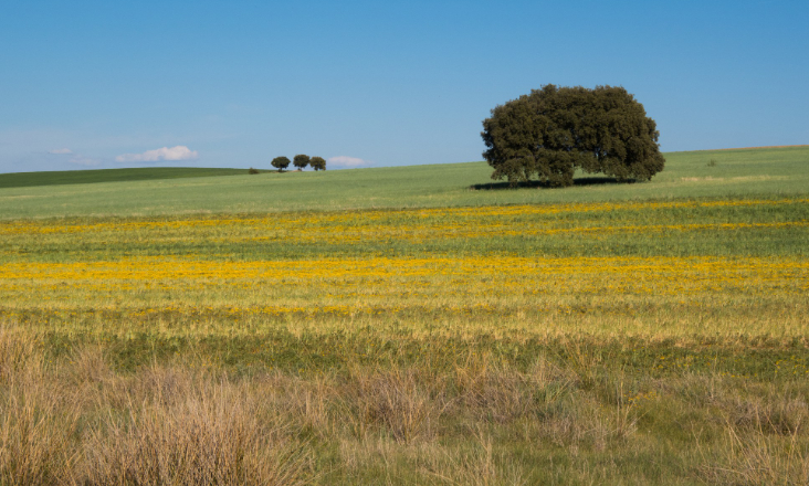 Alentejo 2030 abre candidaturas para projetos de conservação da natureza e biodiversidade