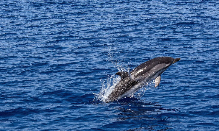 Reforço das áreas marinhas protegidas marca participação de Portugal na COP 16