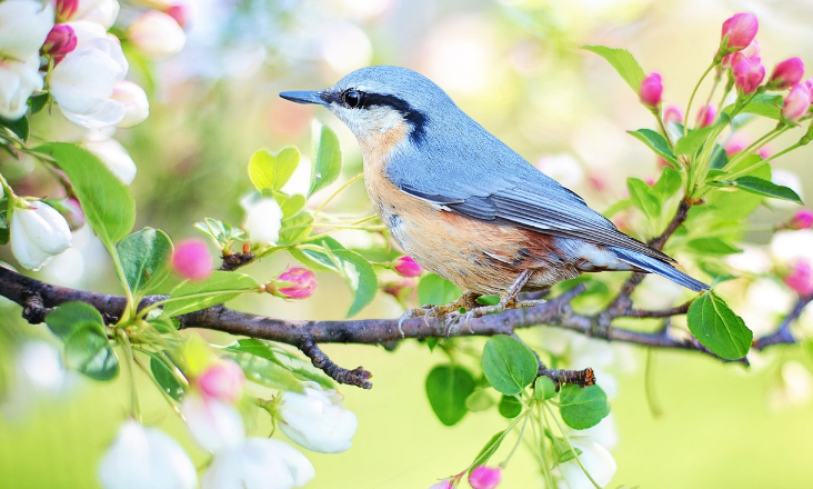 Um quinto das espécies ameaçadas da fauna e flora na Europa corre risco de extinção
