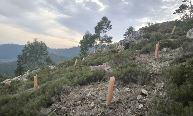 Município de Paredes vai reflorestar 146 hectares com árvores autóctones até 2027