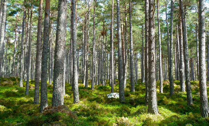 ZERO critica metodologia do carbono para novas florestas