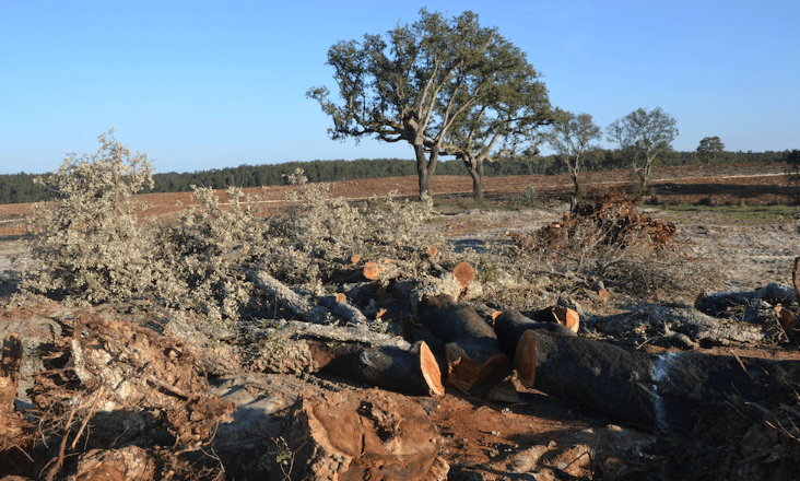 Quercus condena abate de 200 sobreiros para construção de mega parque solar em Santarém