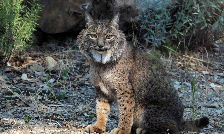 Lince-ibérico: pedidas medidas de proteção e conservação